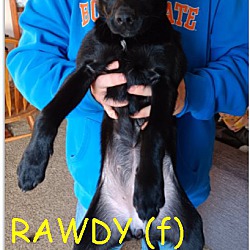 Thumbnail photo of RAWDY #2