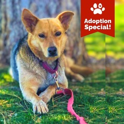 Photo of Leuppy - I LOVE to sunbathe and play with other Dogs $0 Adoption Fee!