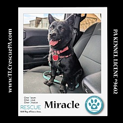 Photo of Miracle 040624