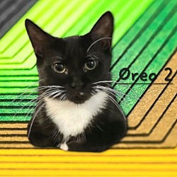 Thumbnail photo of Oreo 2 #tiny-tuxedo #1