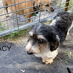 Thumbnail photo of Lacey #2