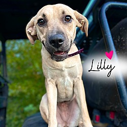 Thumbnail photo of Lilly #1