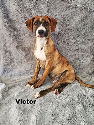 East Hartford, CT - Hound (Unknown Type)/Beagle. Meet Victor in CT a ...