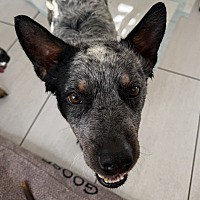 adopt a pet