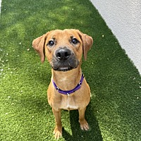 adopt a pet