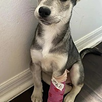 adopt a pet