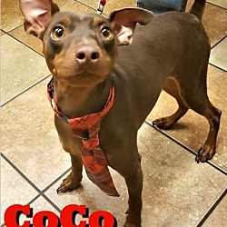 Thumbnail photo of CoCo #1