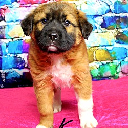 Thumbnail photo of Kazoo~adopted! #1