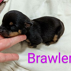Thumbnail photo of Brawler #2