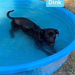 Thumbnail photo of Dink #2