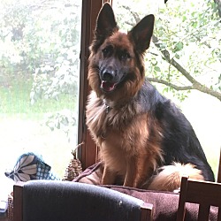Photo of Mink