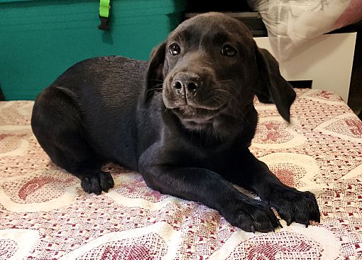 Dog for adoption - Kilo, a Hound & Labrador Retriever Mix in Media, PA