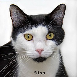 Thumbnail photo of Silas #4