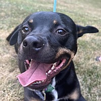 adopt a pet