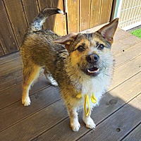 adopt-pet