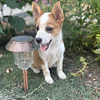 adopt a pet