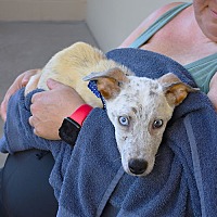 adopt a pet