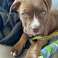 adopt a pet