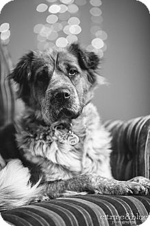 Portland, OR - Australian Shepherd. Meet Nutmeg a Dog for Adoption.