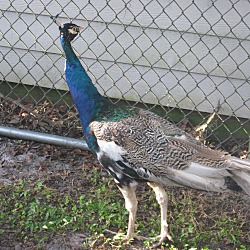 Thumbnail photo of Peacock #1