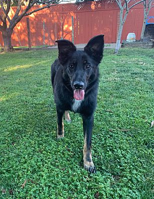 Palo Alto Ca Shepherd Unknown Type Meet Elaine A Pet For Adoption