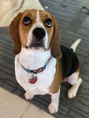 St. Louis, MO - Beagle. Meet Sassy a Pet for Adoption - AdoptaPet.com