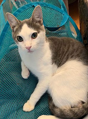 Los Angeles, CA - Domestic Shorthair. Meet Riff Raff a Pet for Adoption ...
