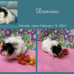 Photo of Domino