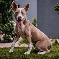 adopt a pet