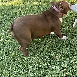 Thumbnail photo of Coco English Bulldog #3