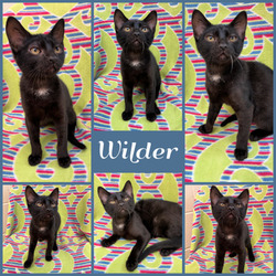 Photo of Wilder