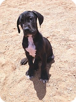 Austin, TX - Great Dane. Meet Dane puppies a Pet for Adoption.