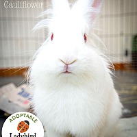 adopt-pet