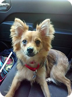 Springfield, VT - Pomeranian. Meet Brutus a Pet for Adoption.