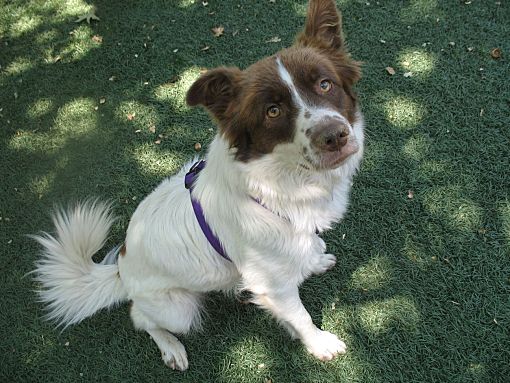 Corning Ca Border Collie Meet Sasha A Pet For Adoption Adoptapet Com