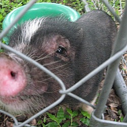 Thumbnail photo of PB-Pig (m) #1