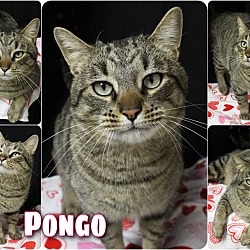 Thumbnail photo of Pongo #4