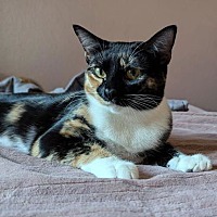 adopt a pet
