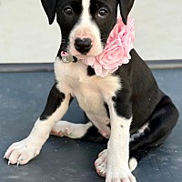 adopt a pet
