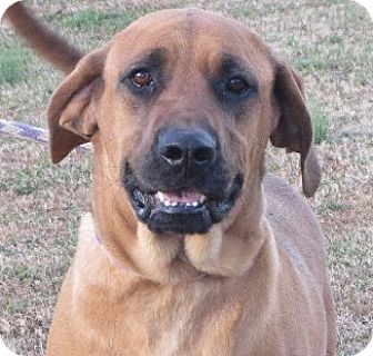 great dane bloodhound mix sale