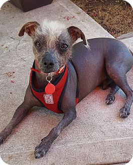 xolo dogs for adoption
