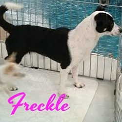 Thumbnail photo of Freckle #3