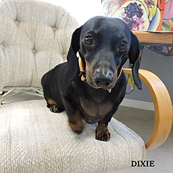Thumbnail photo of Dixie #3