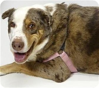 Sedona, AZ - Australian Shepherd. Meet Latte a Dog for Adoption.