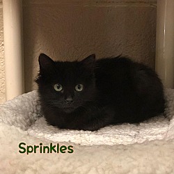 Photo of Sprinkles