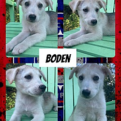 Photo of Boden