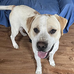 Photo of Bentley