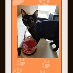 Photo of Ripley - Snuggler, Lap Kitty