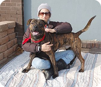 Mt Vernon Ny American Staffordshire Terrier Meet Sydney A Pet