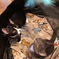 adopt a pet